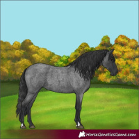 Horse Color:Blue Roan 
