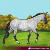 Horse Color:Blue Roan 