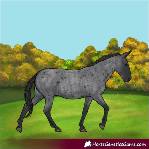 Horse Color:Blue Roan