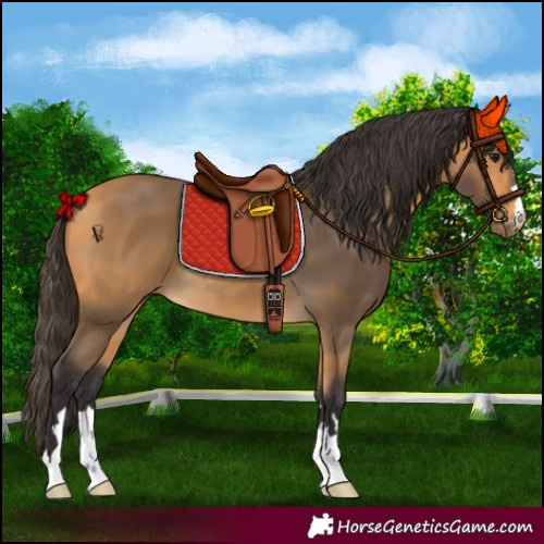 Horse Color:Buckskin 