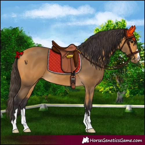 Horse Color:Buckskin 