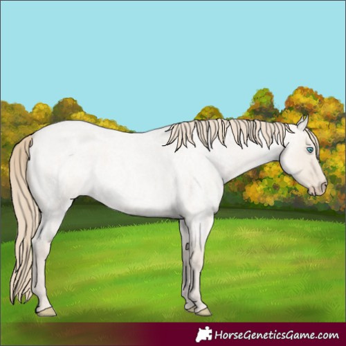 Horse Color:Smoky Creme Roan Dun 