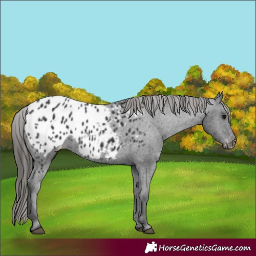 Horse Color:Black Appaloosa 