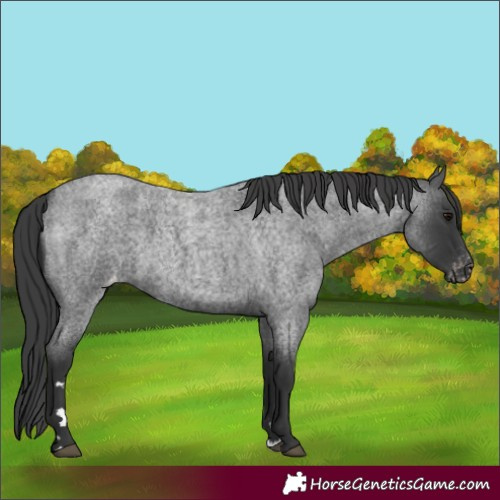 Horse Color:Blue Roan Appaloosa