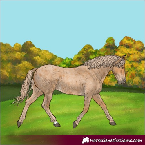 Horse Color:Red Roan 