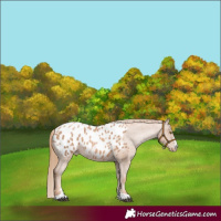 Horse Color:Chestnut Pearl Appaloosa 