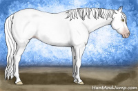 Horse Color:Gray Amber Champagne 