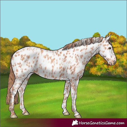 Horse Color:Gold Champagne Near Leopard  and Gold Champagne Near Leopard Rabicano 