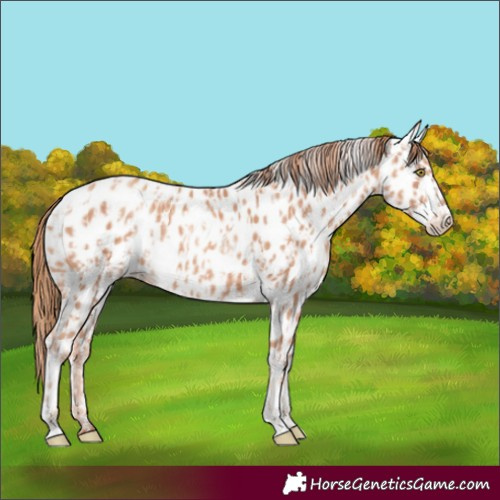 Horse Color:Gold Champagne Near Leopard  and Gold Champagne Near Leopard 