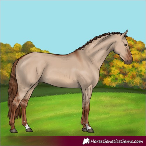 Horse Color:Red Dun 