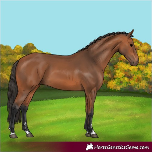 Horse Color:Bay 
