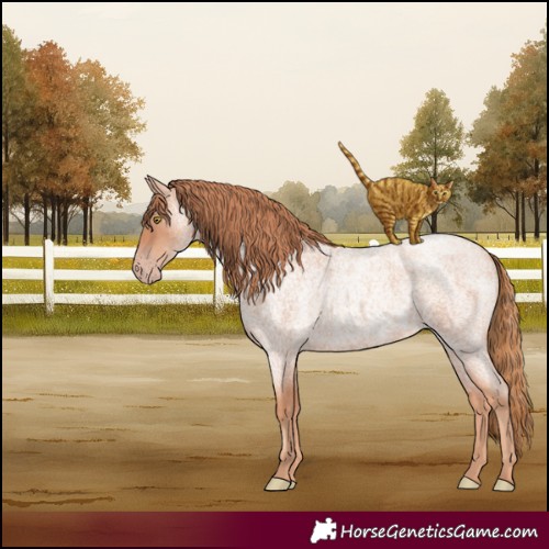 Horse Color:Gold Champagne Roan