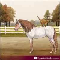 Horse Color:Gold Champagne Roan 