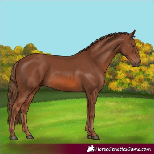 Horse Color:Chestnut 