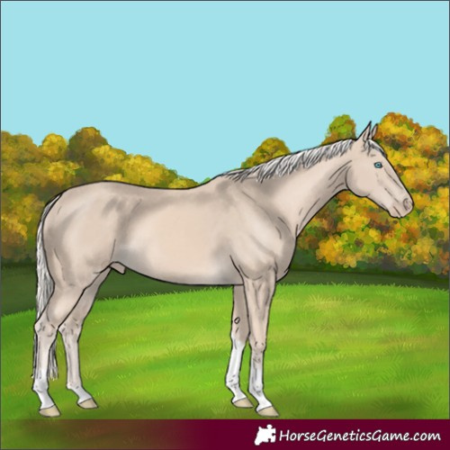 Horse Color:Cremello Tobiano