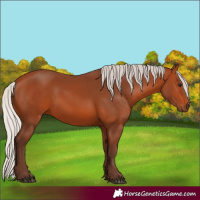 Horse Color:Silver Bay 