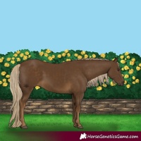 Horse Color:Chocolate Palomino