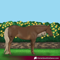 Horse Color:Chocolate Palomino 