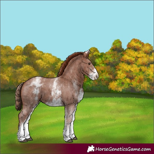 Horse Color:White Spotted Chestnut Sabino 