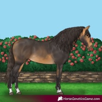 Horse Color:Buckskin 