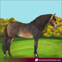Horse Color:Buckskin 