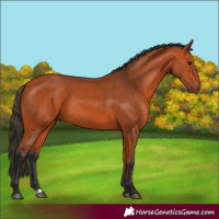 Horse Color:Bay Rabicano 