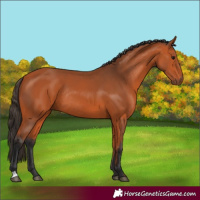 Horse Color:Bay Rabicano 