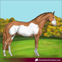 Horse Color:Chestnut Frame Rabicano 