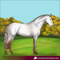 Horse Color:Gray Chestnut