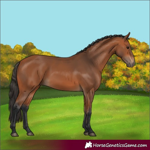 Horse Color:Bay Rabicano 