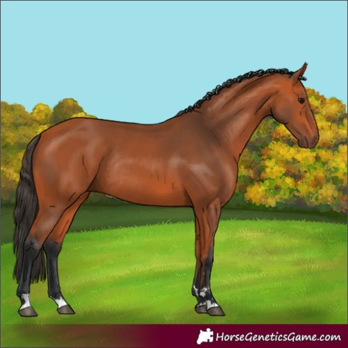 Horse Color:Bay Rabicano 