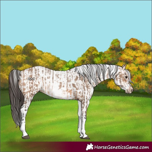 Horse Color:White Spotted Bay Dun Rabicano and White Spotted Bay Dun Rabicano