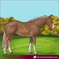 Horse Color:Chocolate Palomino 