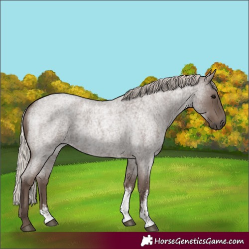 Horse Color:Silver Blue Roan Sabino 