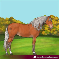 Horse Color:Silver Bay 