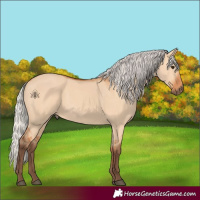 Horse Color:Silver Bay Dun 