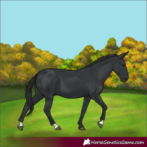 Horse Color:Black 