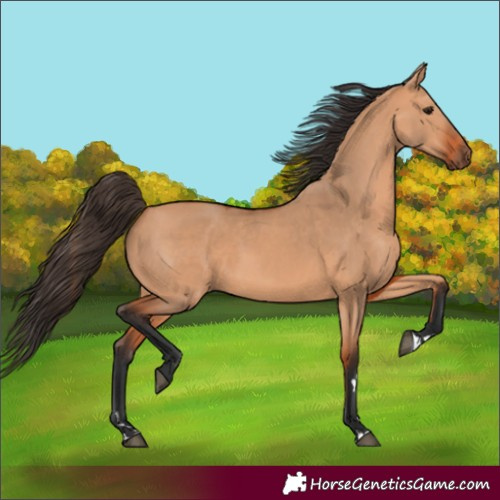 Horse Color:Bay Dun