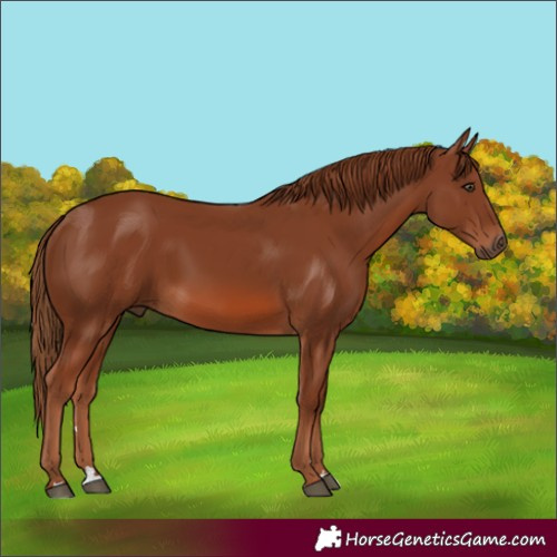 Horse Color:Chestnut 