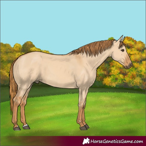 Horse Color:Red Dun 