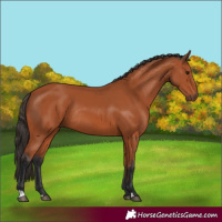 Horse Color:Bay Rabicano 