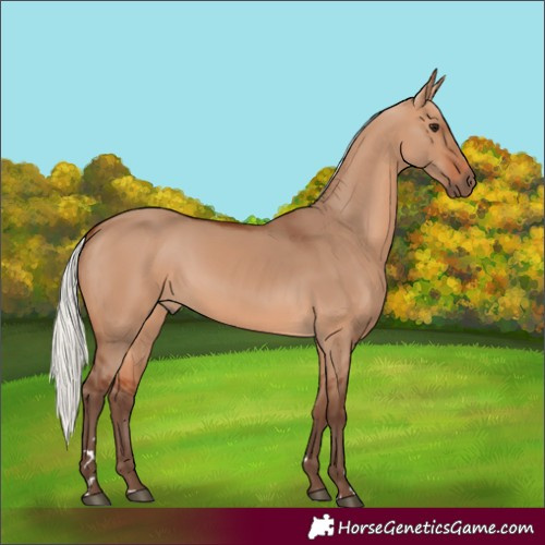 Horse Color:Unknown 