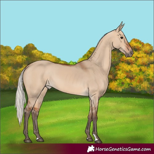 Horse Color:Silver Bay Dun