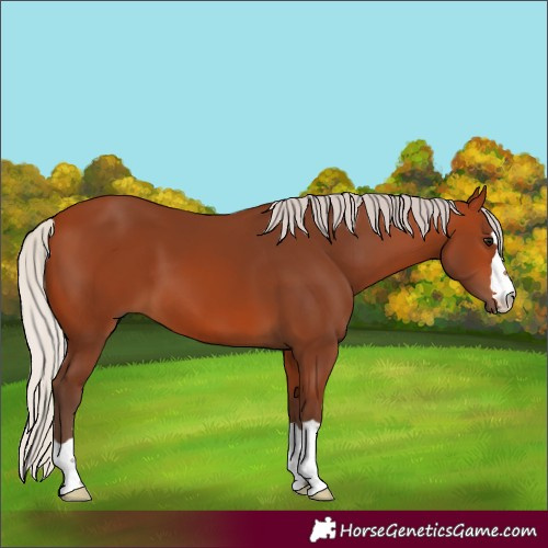 Horse Color:Silver Bay 