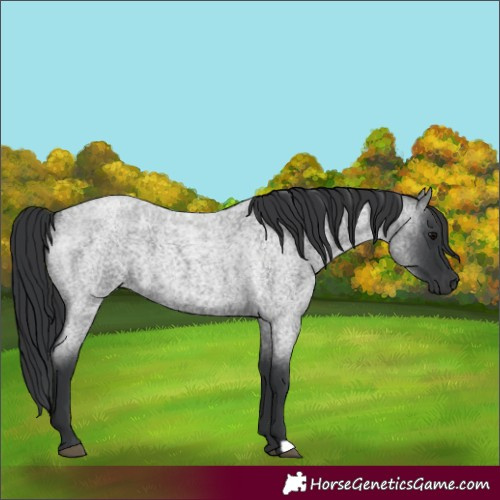 Horse Color:Blue Roan 