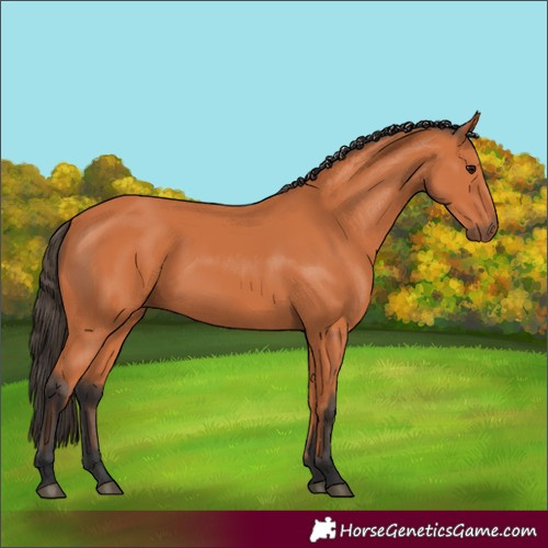 Horse Color:Bay Rabicano 