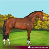 Horse Color:Bay Rabicano 