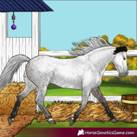 Horse Color:Gray Grullo