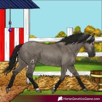 Horse Color:Gray Grullo 