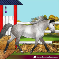 Horse Color:Gray Grullo